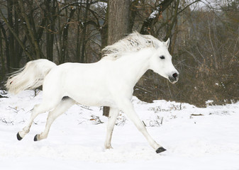 Fototapeta na wymiar The purebred Arabian horse gallops through the snow
