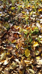 sunshine hits autumn  leaves fallen on the lawn