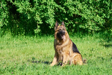 The hairy dog is looking at something with a pride. The dog is proud of itself.