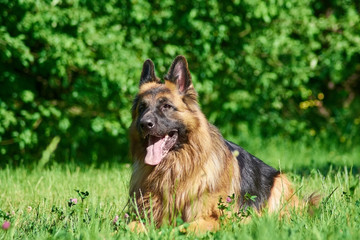 The puppy is lying on the meadow. The cutest dog ever.