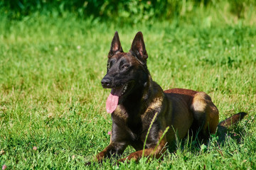 The dog is lying on the lawn. There is no any danger.