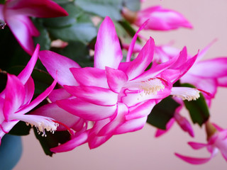 Christmas cactus, Thanksgiving cactus, Schlumbergera. Macro shot.