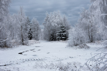 Obraz na płótnie Canvas Christmas background with snowy trees