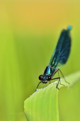 Dragonfly