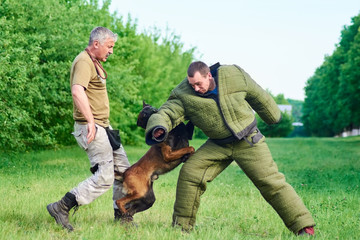 The dog is attacking the figurant while the trainer is watching. Everything under control.