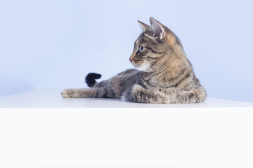 Tabby cat on the table © Crazy nook