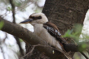 wild kookaburra in Australia