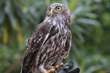owl with big eyes in a park in tasmania