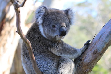 Closeup of wild koala looking into camera