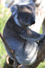 upright picture of wild koala in tree