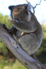 Obraz premium upright picture of wild koala in tree