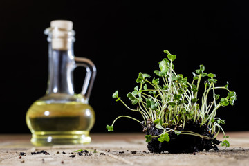 Fresh sprouts Cress. Black ground. Wooden table. Flowerpot in the shape of a watering can.