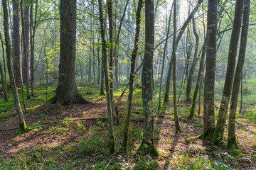 Obraz premium Natural stand of Bialowieza in morning mist