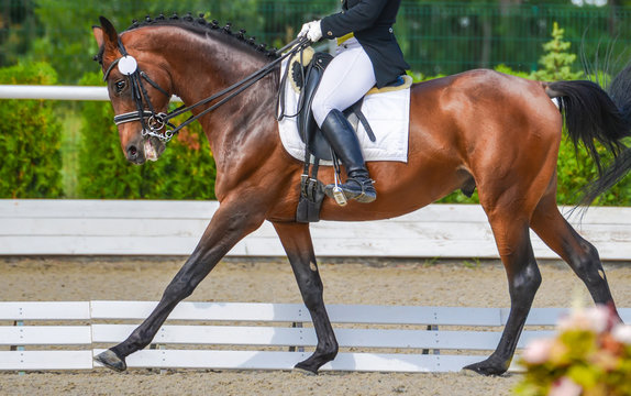 Dressage horse and rider. Bay horse portrait during dressage competition. Advanced dressage test.