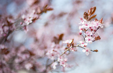 Close up of beautiful spring flowers at blurred background
