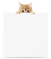 funny pet cat showing a placard isolated on white background blank template and copy space