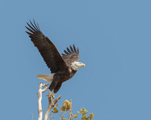 American Bald Eagle Taking Off