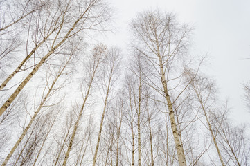 birch trees white in winter snow