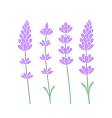 Lavender flower. Isolated lavender on white background