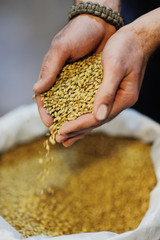 Brewing.Closeup view of Pale Pilsener Malt Grains in hands.