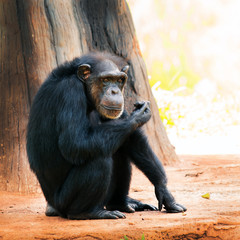 Chimpanzee in Thailand zoo