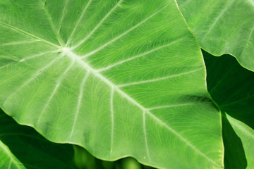 Obraz premium Green leaves background