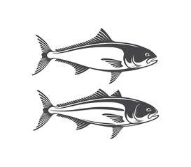  fish amberjack