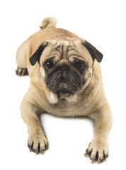 cute pug close-up on white background