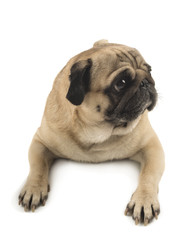 cute pug close-up on white background