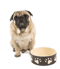 cute pug close up with empty bowl for feed isolated on white background