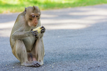 Obraz premium Monkey in Thailand eating