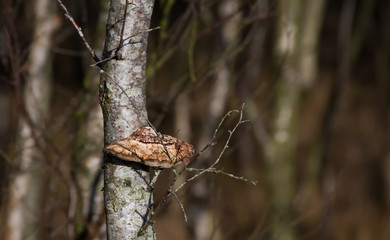 tinder mushroom on birch wood