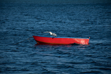 Seagull lifting off from red rowboat
