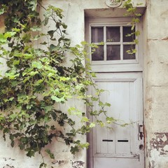 Wine leaves and old door in bordeaux france