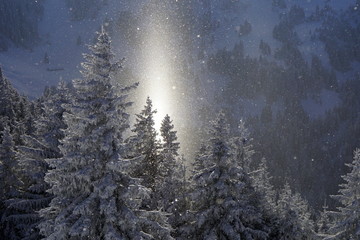 Fototapeta na wymiar Winterwald mit Lichtstrah, Sonnenstrahl vom HImmel
