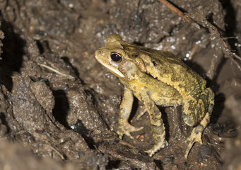 Gulf coast toad (Incilius valliceps) in a swampy rainforest at night, Belize, Central America
