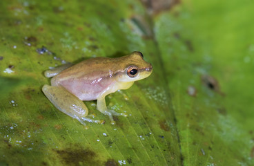 Yellow cricket tree frog (Dendropsophus microcephalus) on a leaf in swampy rainforest, Belize, Central America