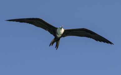 Magnificent frigatebird (Fregata magnificens), young flying, Belize, Caye Caulker Island, Central America