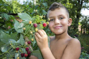 In summer, in the garden, the boy stands near a bush of ripe raspberries.