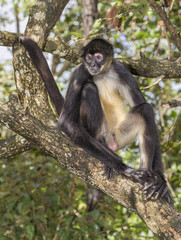 Yucatan Geoffroy's spider monkey (Ateles geoffroyi) in rainforest, Belize, Central America