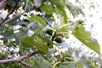 Fototapeta premium A fig grows on a tree