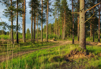 Pine forest after the rain.