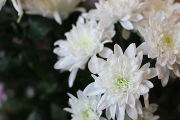 букет белых хризантем, фотография цветная