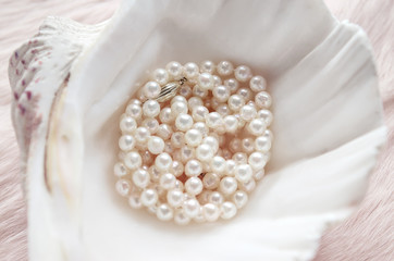 elegant pearl necklace on pink fur in a shell