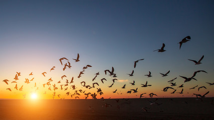 Silhouettes of flocks of gulls on the ocean beach during the amazing sunset..