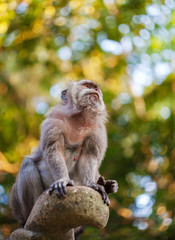 Portrait of wild monkey sitting on the rock in tropical forest