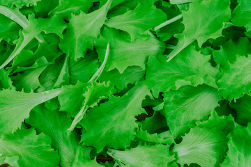 Fototapeta premium Lettuce pattern background. Top view. Green background. Healthy food salad