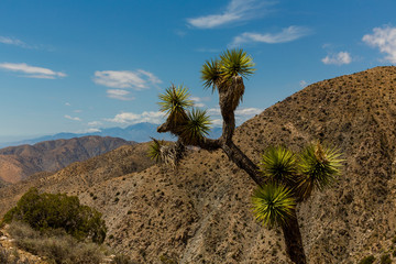 Joshua Tree National Park, Kalifornien, USA