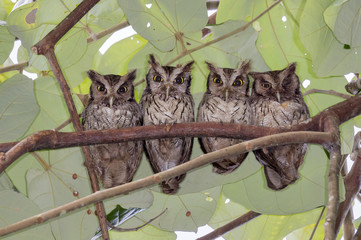 A family of tropical screech owls (Megascops choliba) hiding from the Sun under rainforest canopy,...
