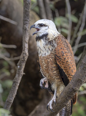 Black-collared Hawk (Busarellus nigricollis), Pacaya Samiria National Reserve, Yanayacu River, Amazon area, Peru